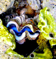 Giant clam-Bivalves by Yakout Hegazy 